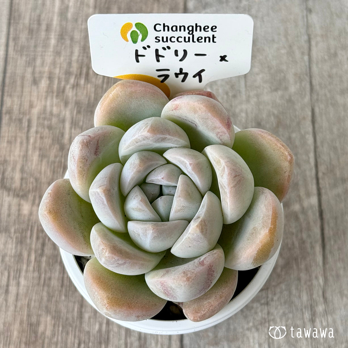 New Arrivals: Ice Green