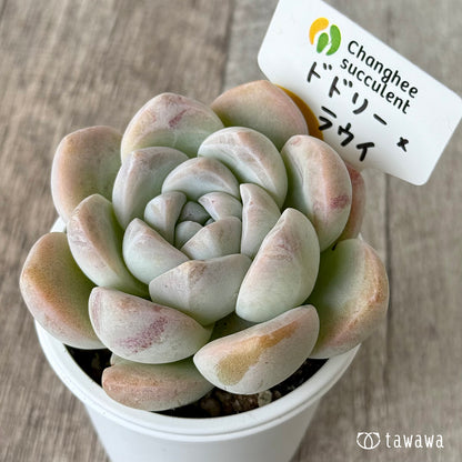 New Arrivals: Ice Green