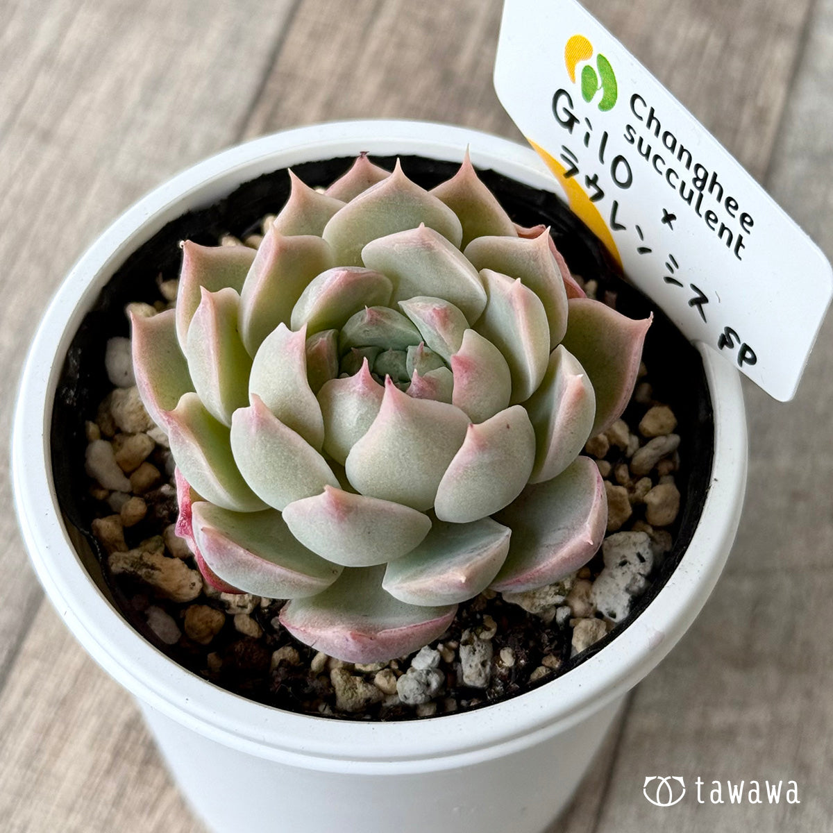 ＊新発売＊　Gilo×ラウレンシスsp１（チャンヒー農園）【tawawaハウス苗】