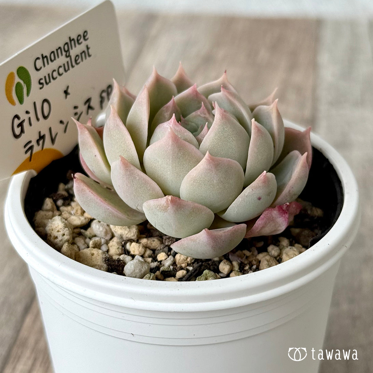 ＊新発売＊　Gilo×ラウレンシスsp１（チャンヒー農園）【tawawaハウス苗】