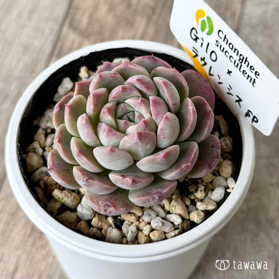 ＊新発売＊　Gilo×ラウレンシスsp２（チャンヒー農園）【tawawaハウス苗】