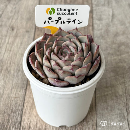 New Arrivals: Ice Green