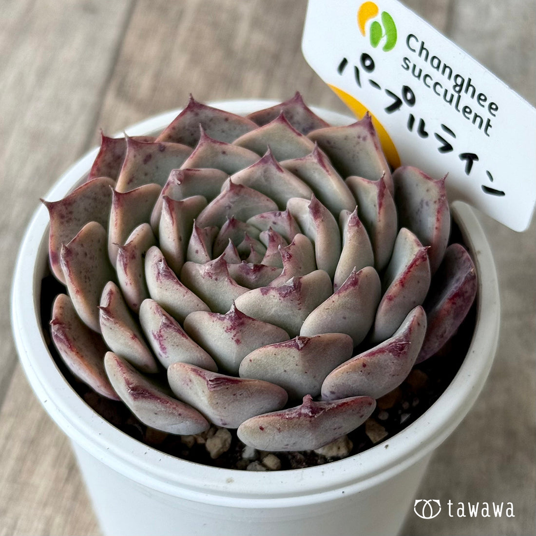 New Arrivals: Ice Green