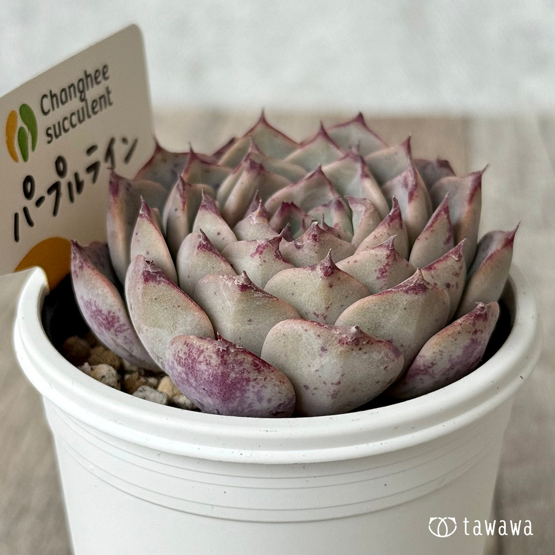 New Arrivals: Ice Green