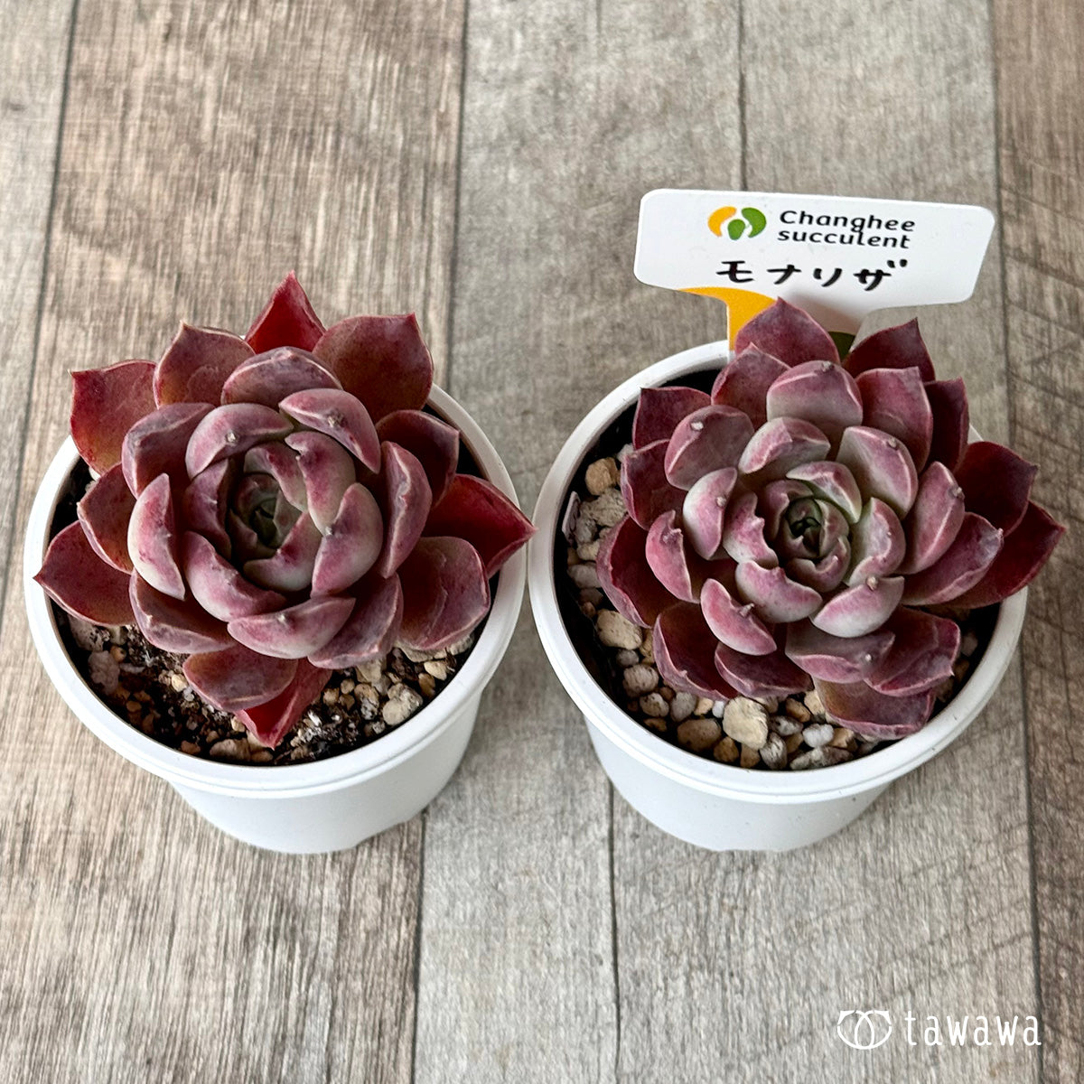 ＊新発売＊　モナリザ２（チャンヒー農園）【tawawaハウス苗】