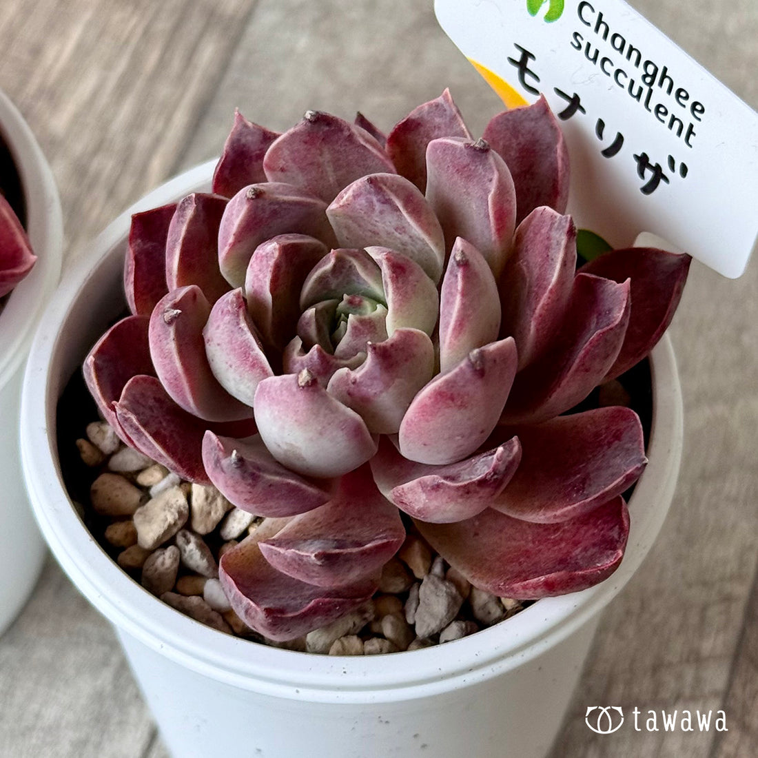 ＊新発売＊　モナリザ２（チャンヒー農園）【tawawaハウス苗】