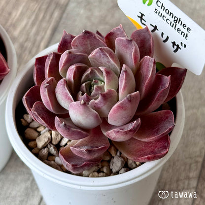 ＊新発売＊　モナリザ２（チャンヒー農園）【tawawaハウス苗】