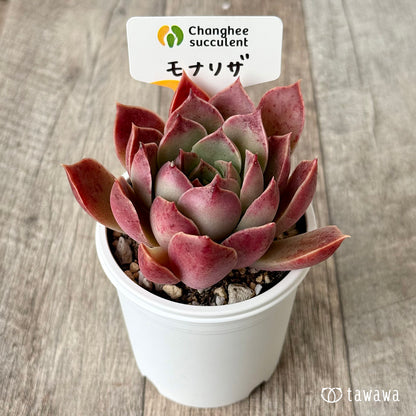 モナリザ３（チャンヒー農園）【tawawaハウス苗】