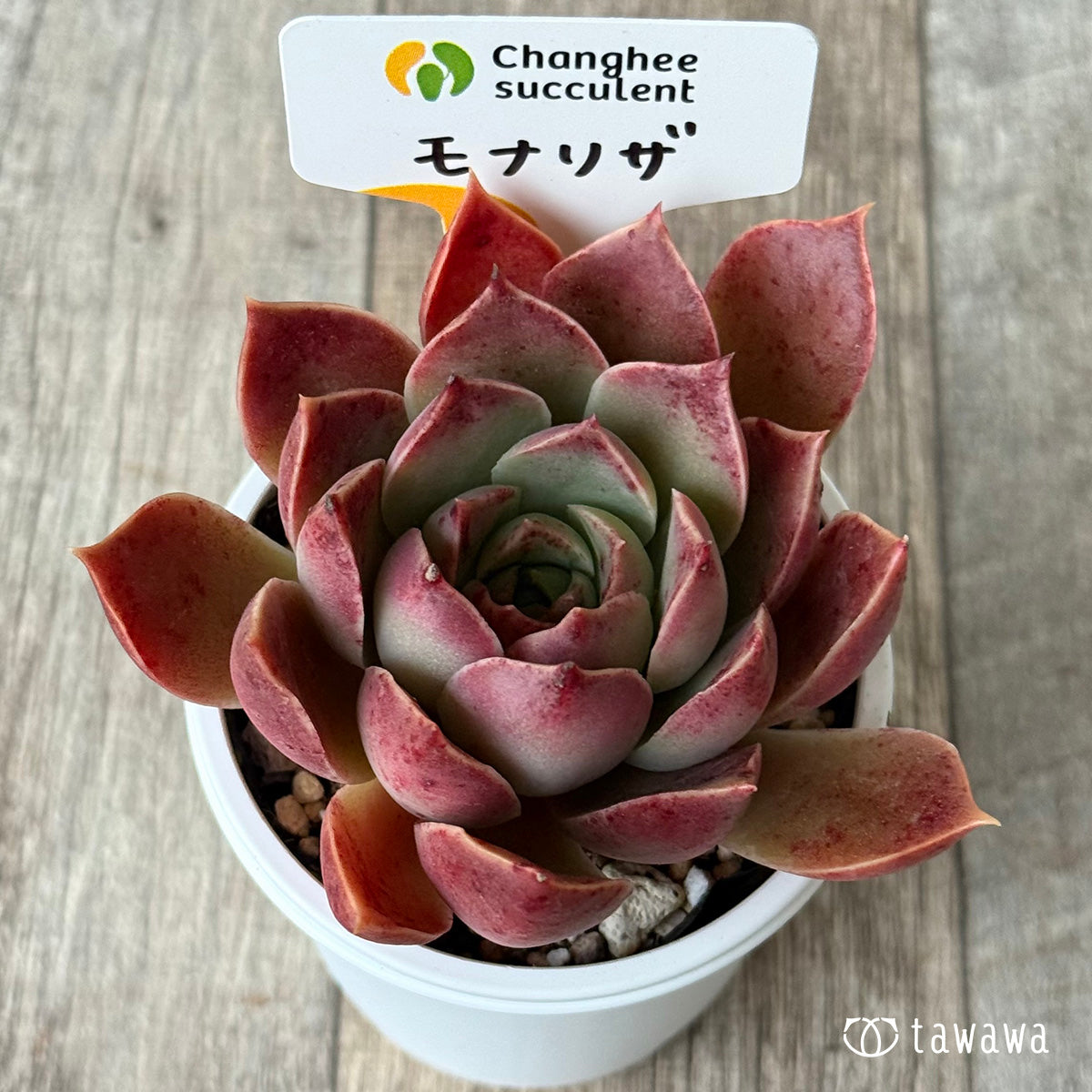 モナリザ３（チャンヒー農園）【tawawaハウス苗】