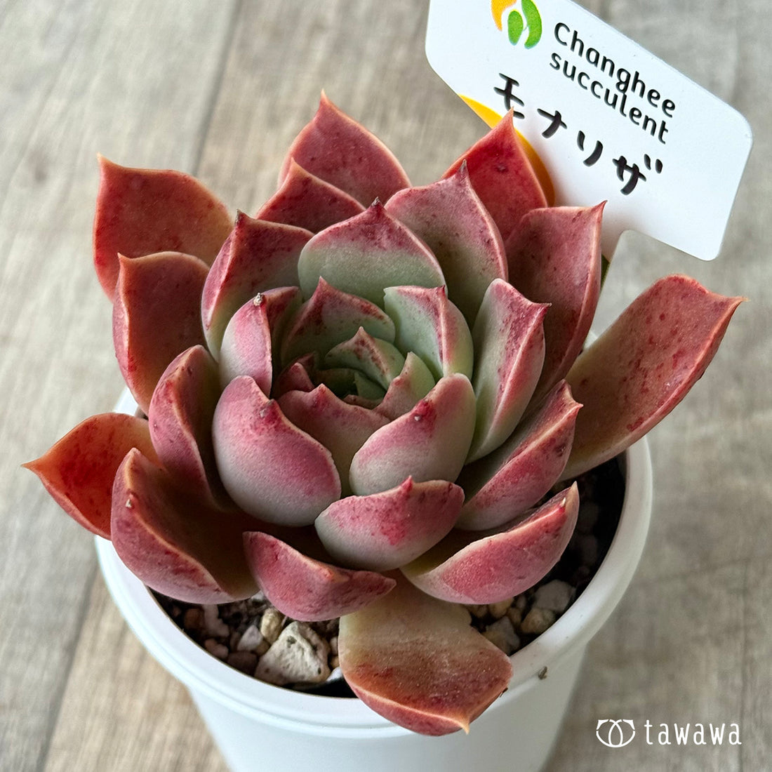 ＊新発売＊　モナリザ３（チャンヒー農園）【tawawaハウス苗】