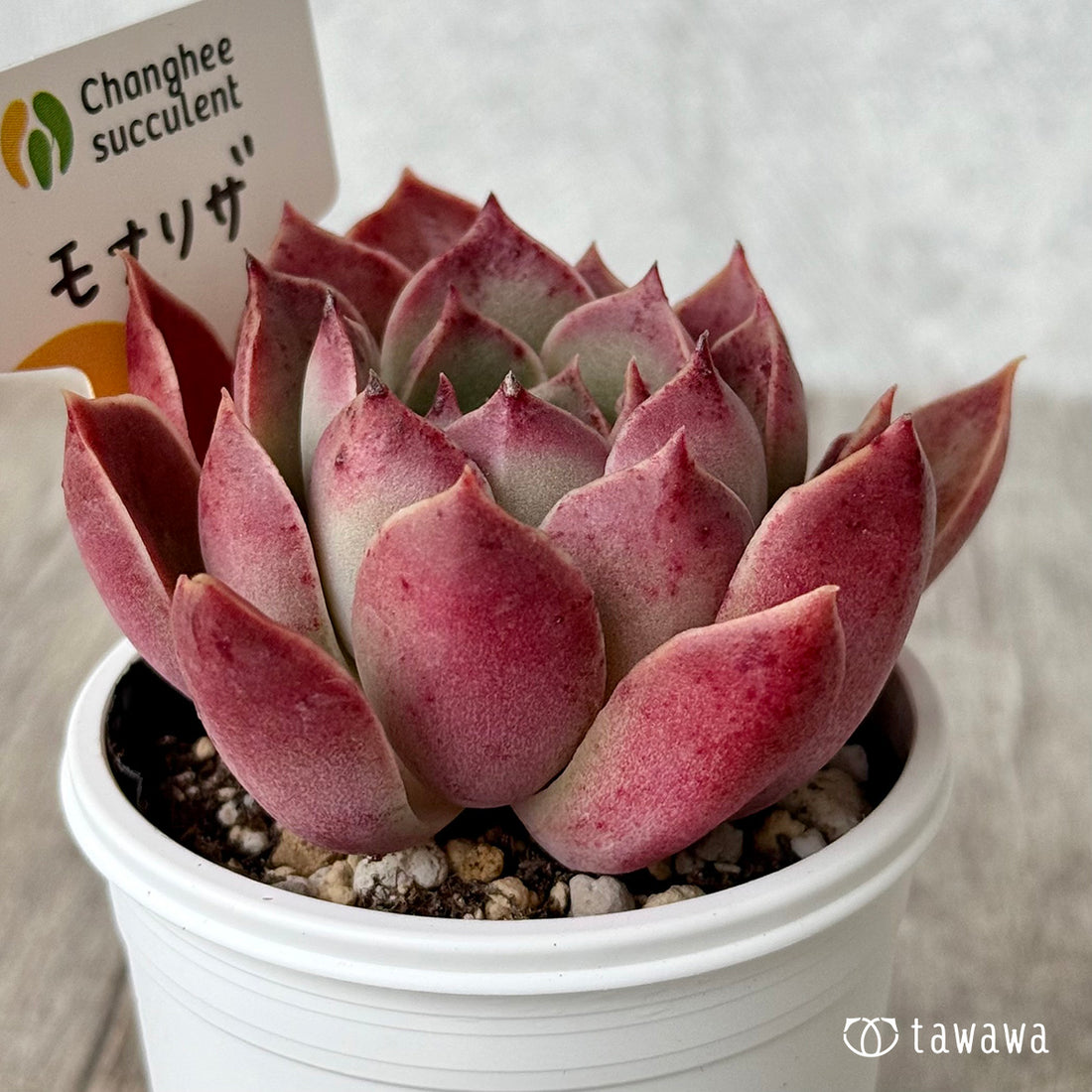 ＊新発売＊　モナリザ３（チャンヒー農園）【tawawaハウス苗】