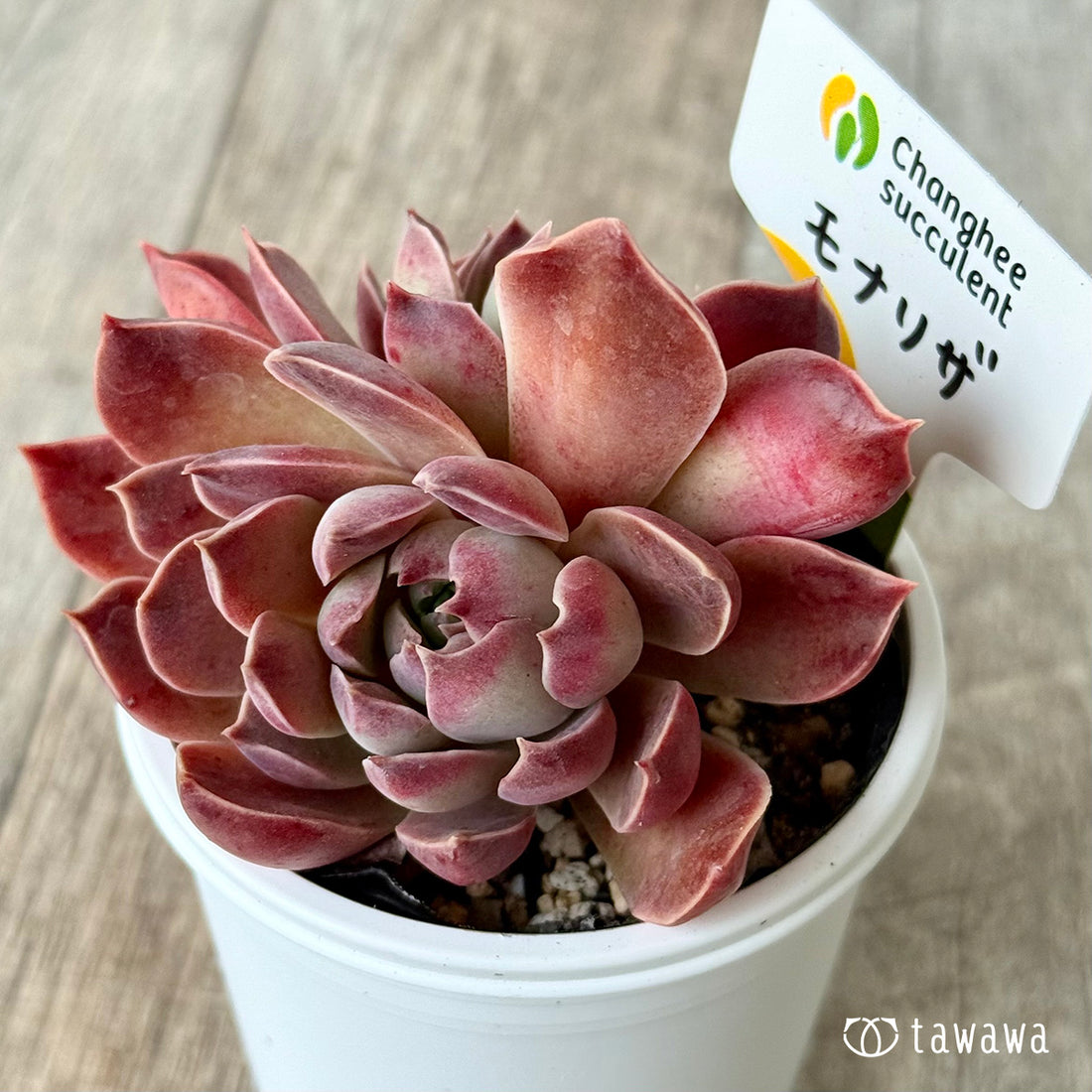 ＊新発売＊　モナリザ５（チャンヒー農園）【tawawaハウス苗】