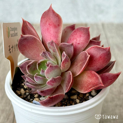 モナリザ５（チャンヒー農園）【tawawaハウス苗】