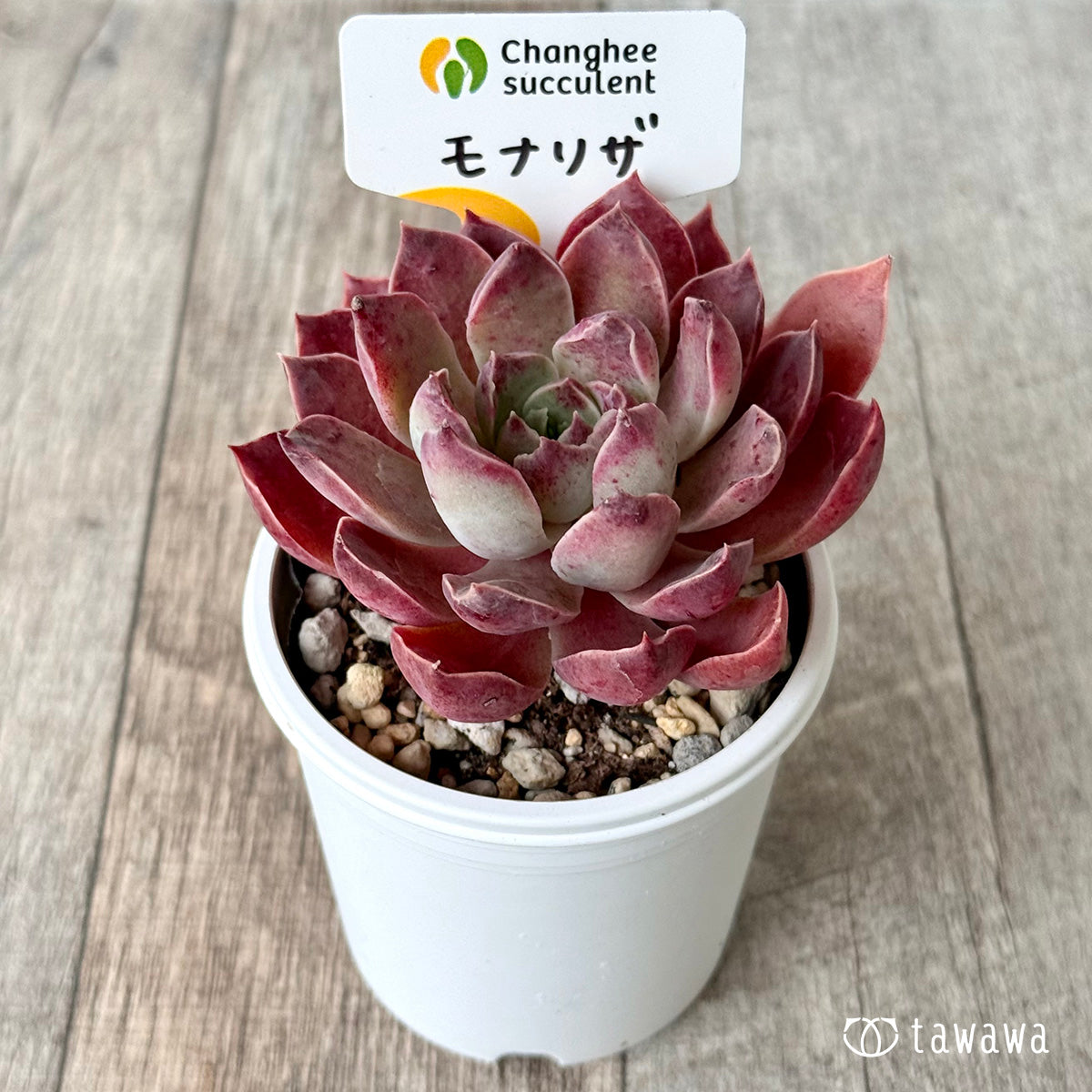 モナリザ４（チャンヒー農園）【tawawaハウス苗】