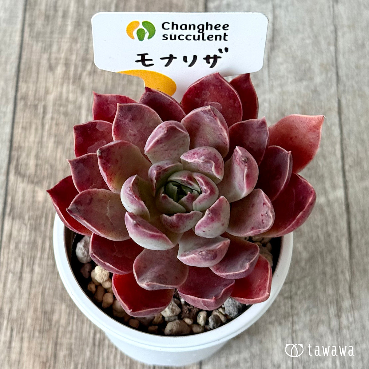 モナリザ４（チャンヒー農園）【tawawaハウス苗】