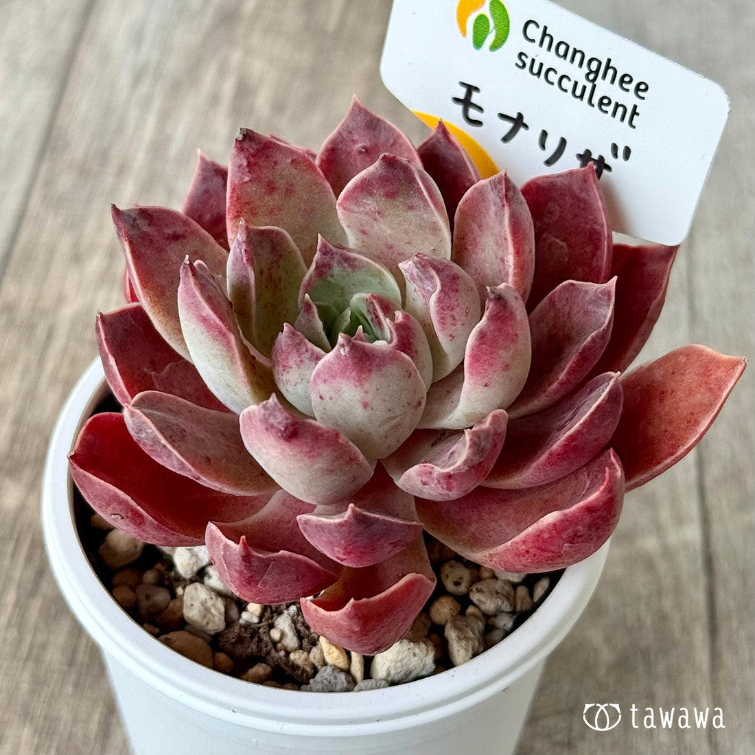 ＊新発売＊　モナリザ４（チャンヒー農園）【tawawaハウス苗】