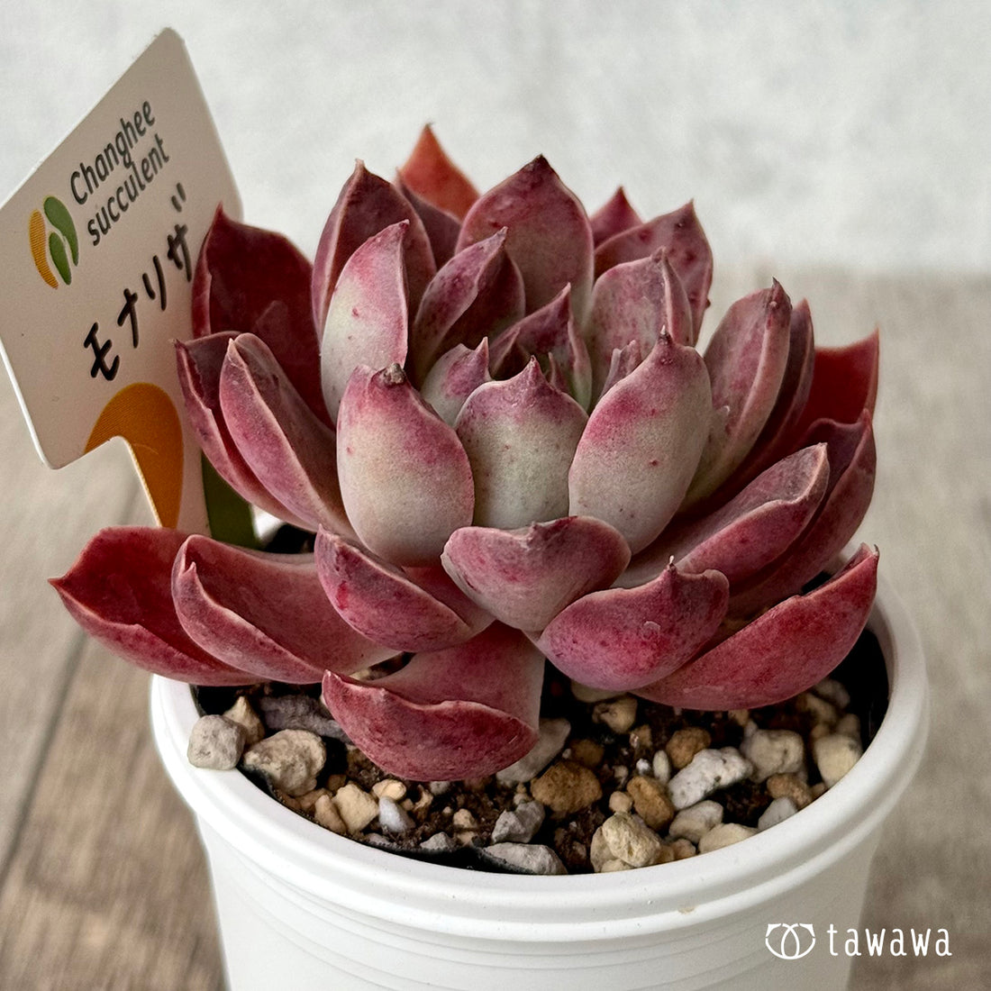 ＊新発売＊　モナリザ４（チャンヒー農園）【tawawaハウス苗】