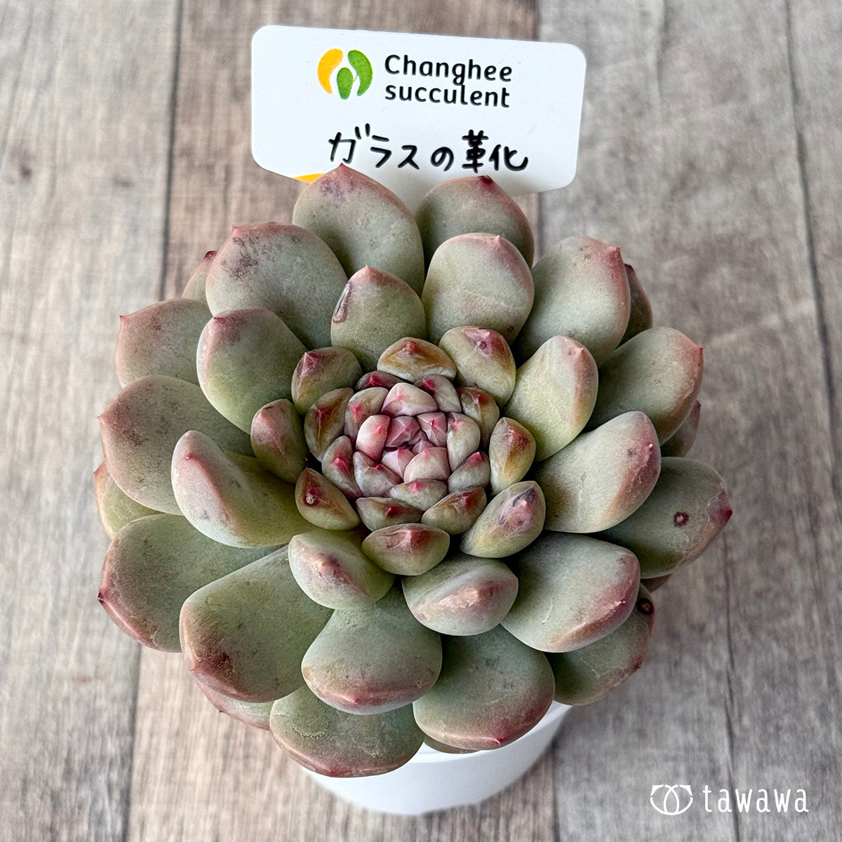 ガラスの靴（チャンヒー農園）【tawawaハウス苗】