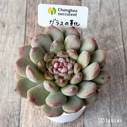ガラスの靴（チャンヒー農園）【tawawaハウス苗】