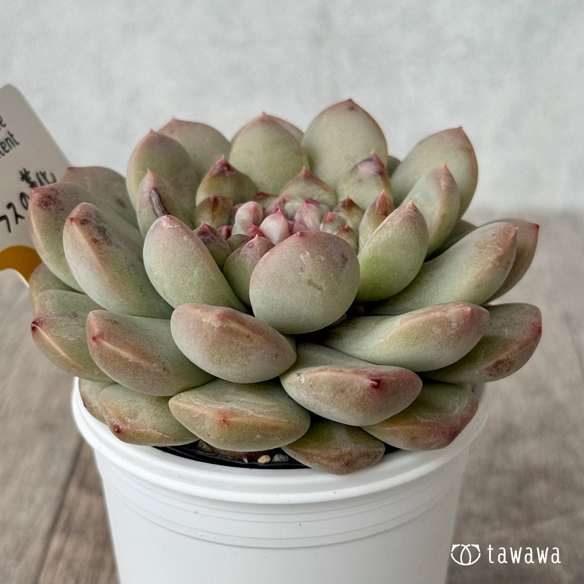 ガラスの靴（チャンヒー農園）【tawawaハウス苗】