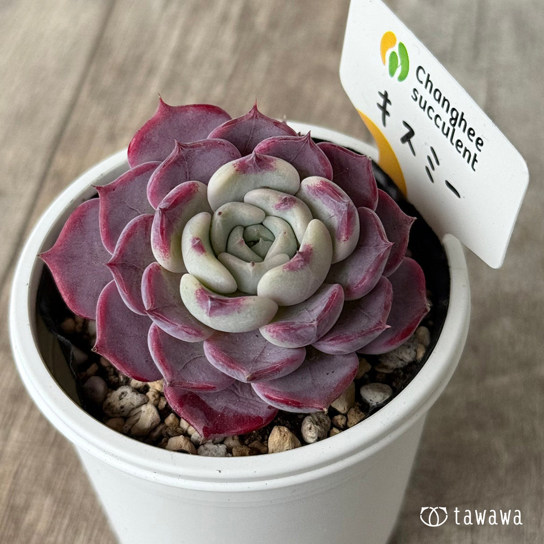 キスミー ２（チャンヒー農園）【tawawaハウス苗】