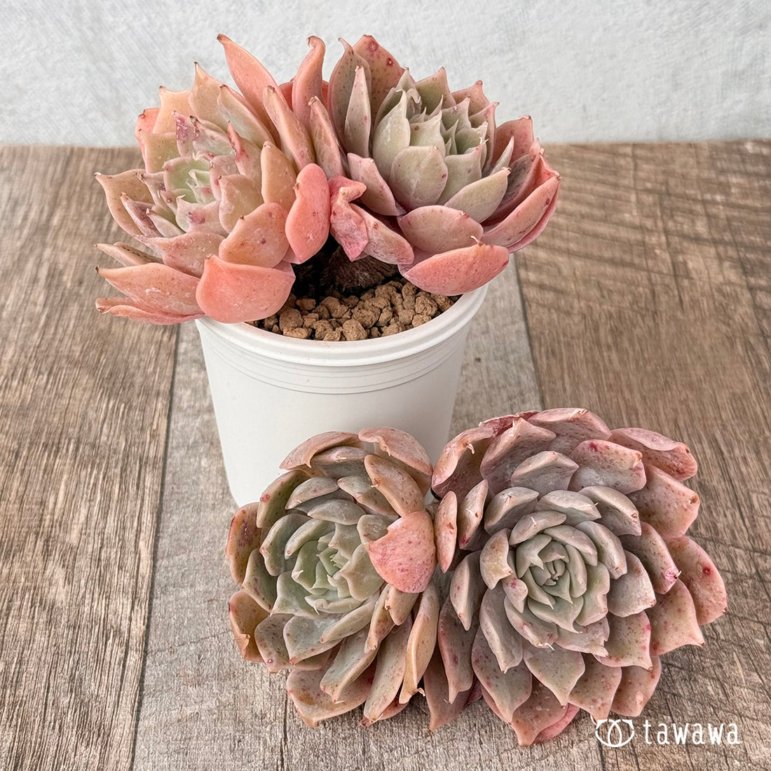 オレンジキャラメル【双頭苗】(チャンヒー農園苗)