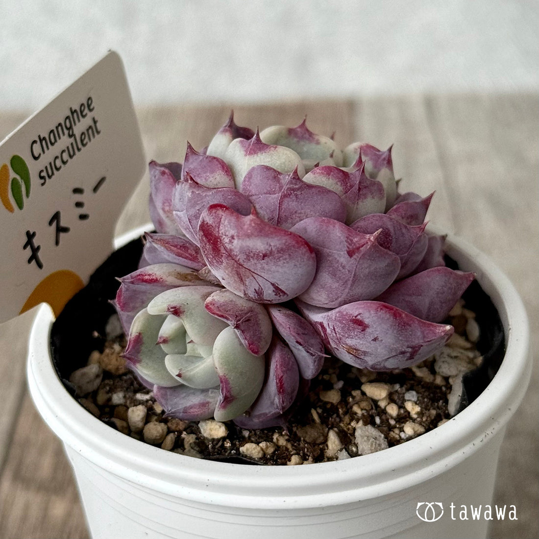 キスミー ２（チャンヒー農園）【tawawaハウス苗】