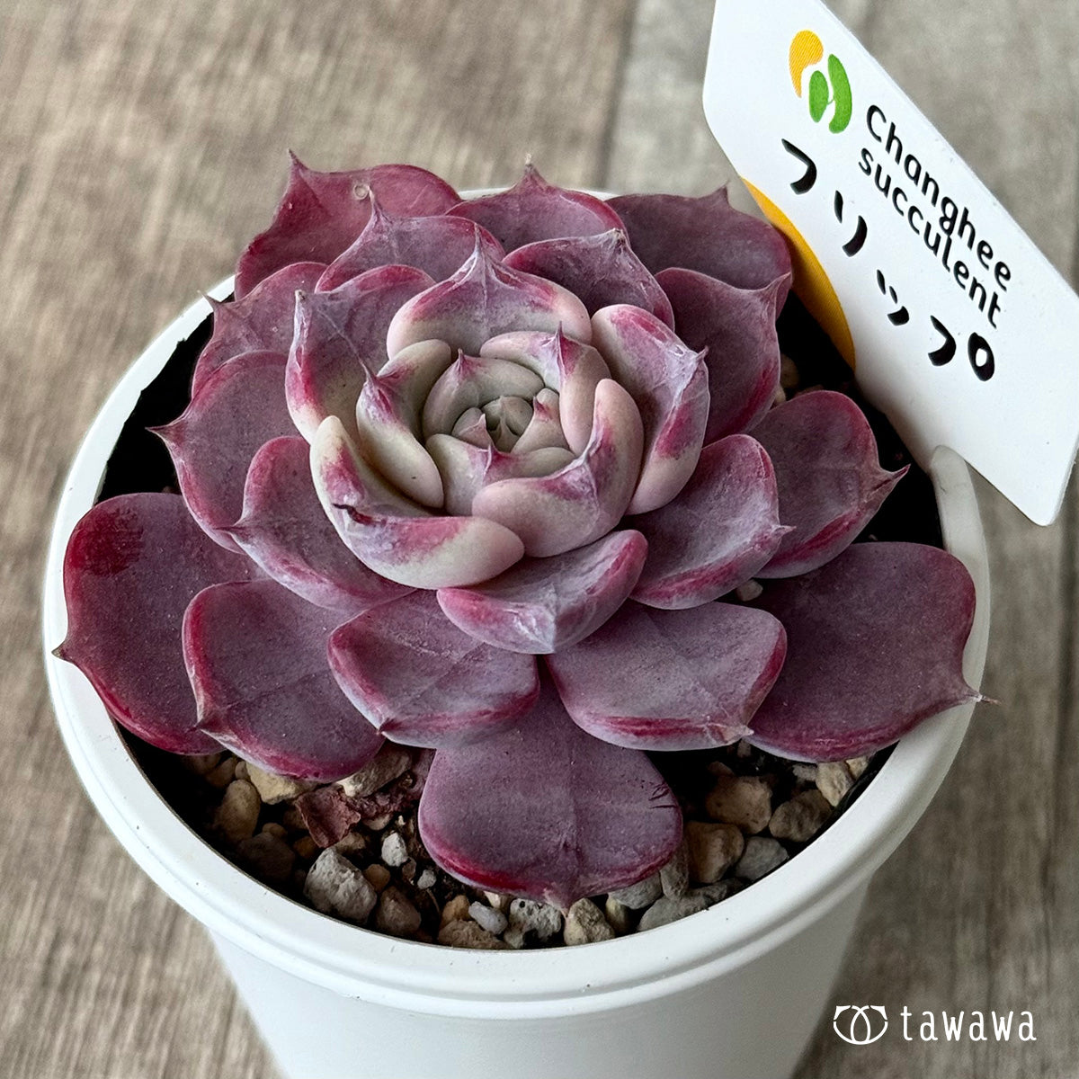 Echeveria – tagged 