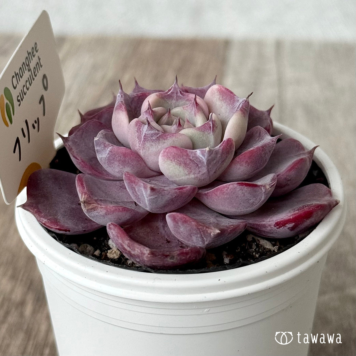 Echeveria – tagged 