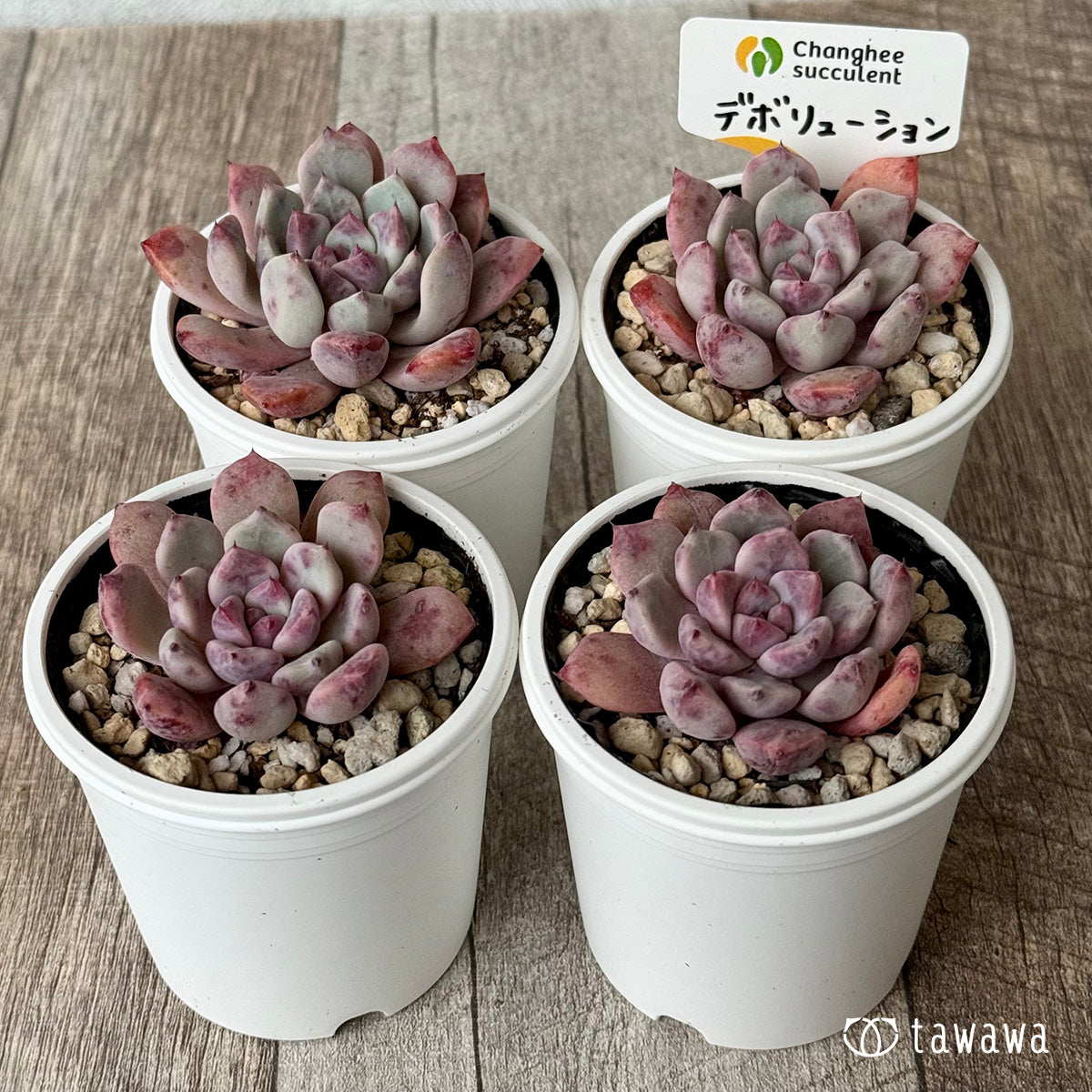 デボリューション（チャンヒー農園）【tawawaハウス苗】