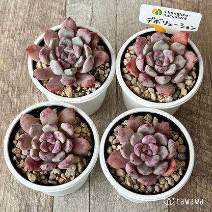 デボリューション（チャンヒー農園）【tawawaハウス苗】