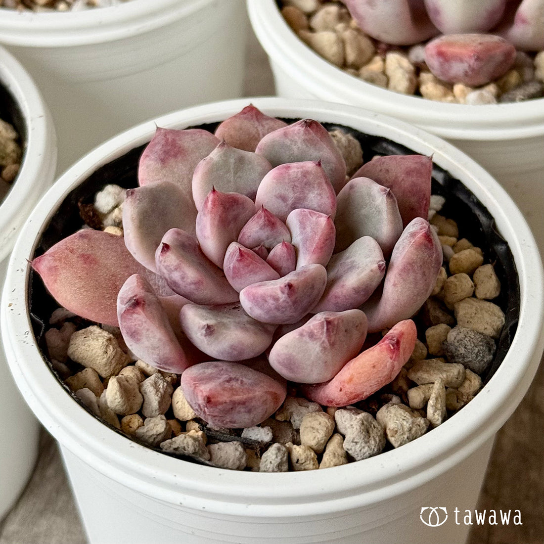 デボリューション（チャンヒー農園）【tawawaハウス苗】