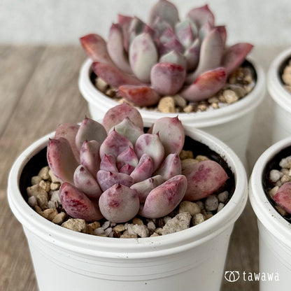 デボリューション（チャンヒー農園）【tawawaハウス苗】