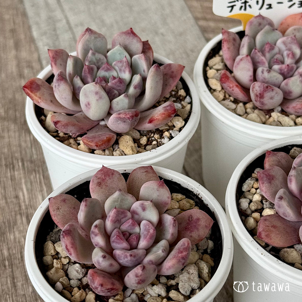 デボリューション（チャンヒー農園）【tawawaハウス苗】 – 多肉植物の