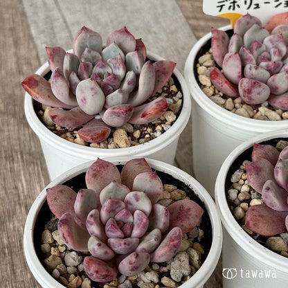 デボリューション（チャンヒー農園）【tawawaハウス苗】