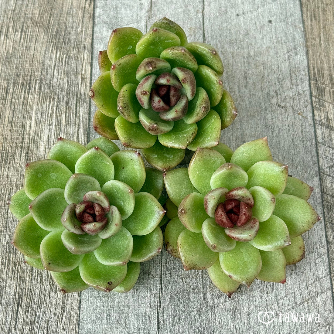 ブラックエッジ【単頭苗】(チャンヒー農園苗)