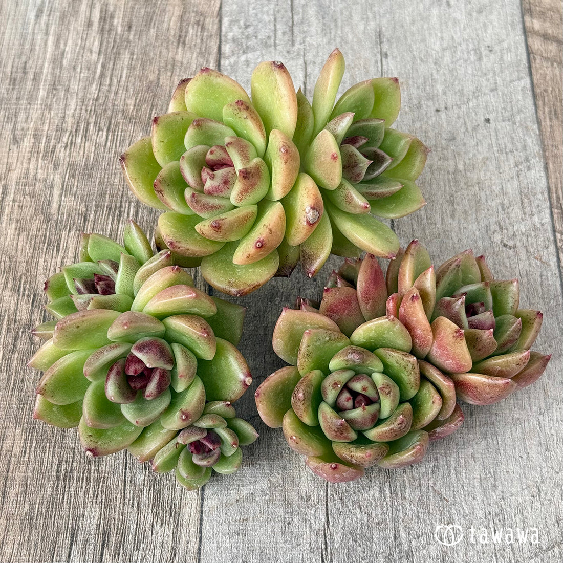 ブラックエッジ【多頭苗】(チャンヒー農園苗)