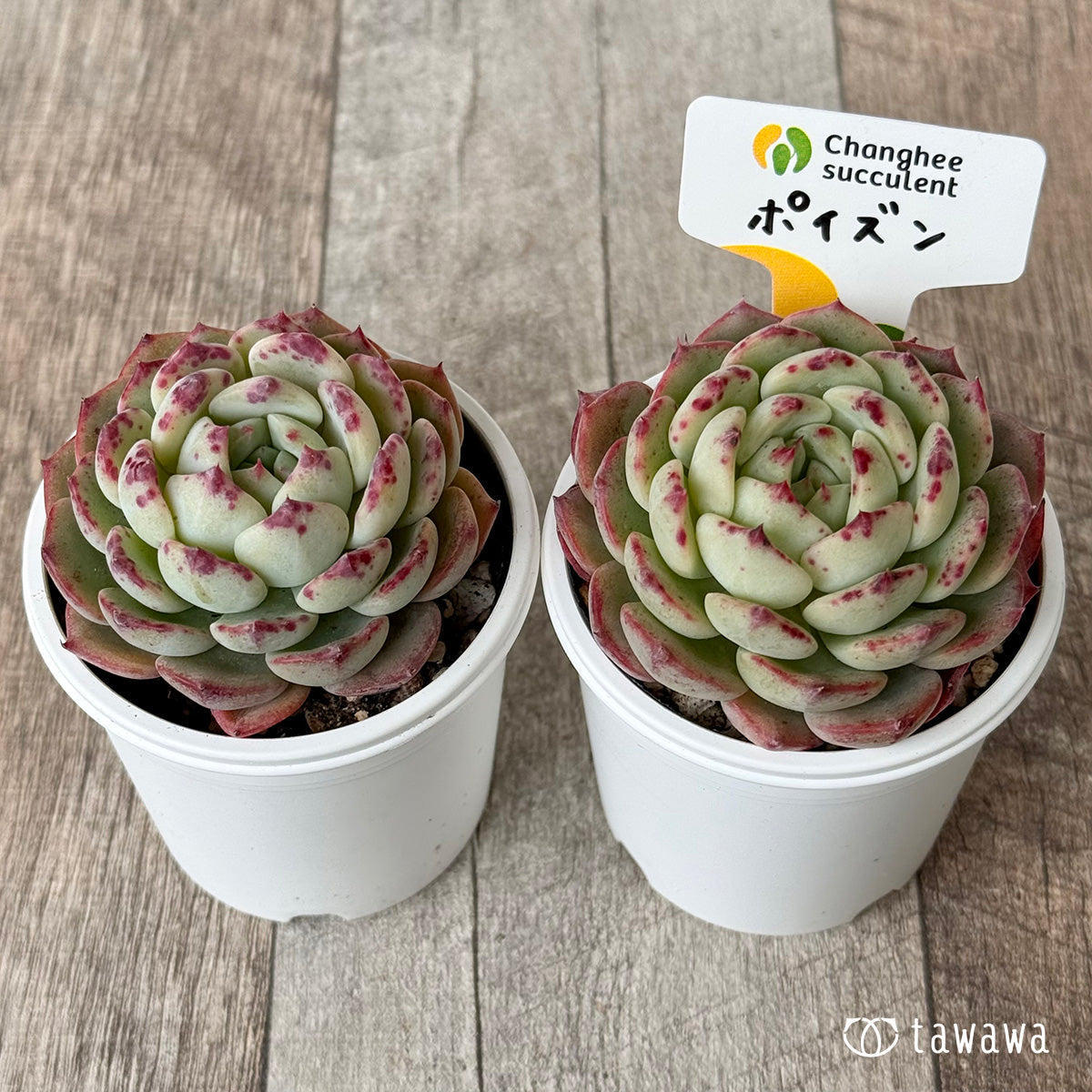 ポイズン１（チャンヒー農園）【tawawaハウス苗】