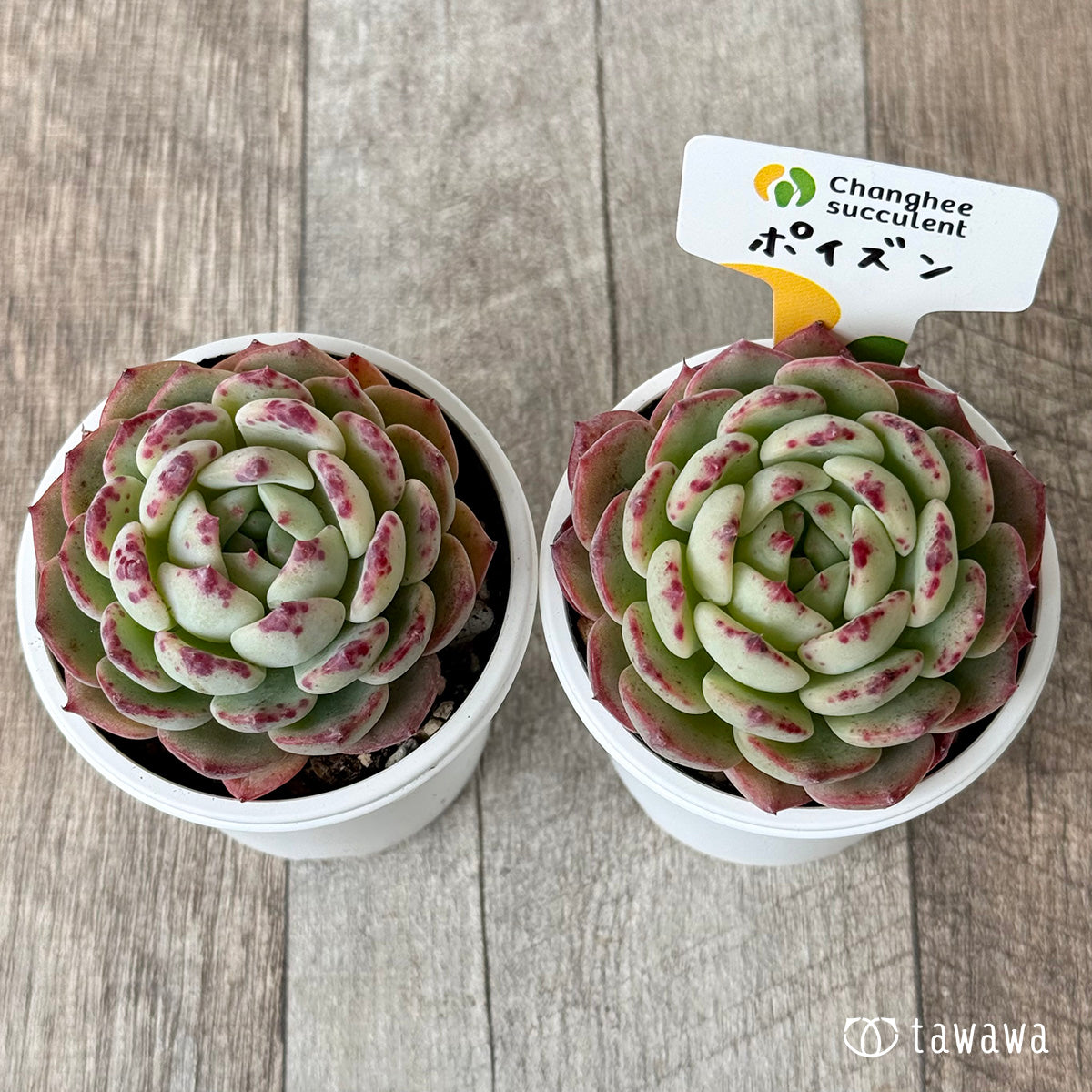 ポイズン１（チャンヒー農園）【tawawaハウス苗】