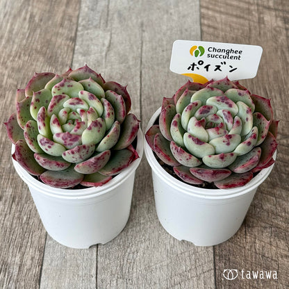 ポイズン２（チャンヒー農園）【tawawaハウス苗】