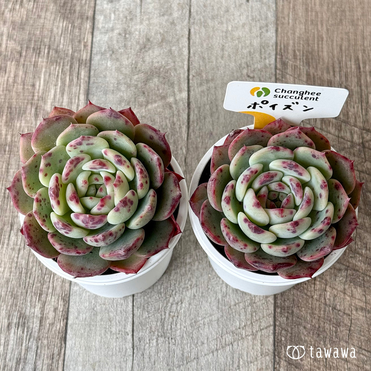 ポイズン２（チャンヒー農園）【tawawaハウス苗】