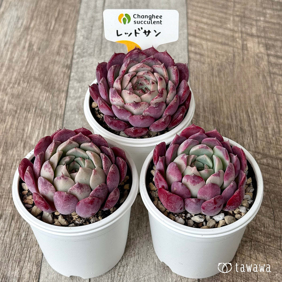 ＊新発売＊　レッドサン（チャンヒー農園）【tawawaハウス苗】