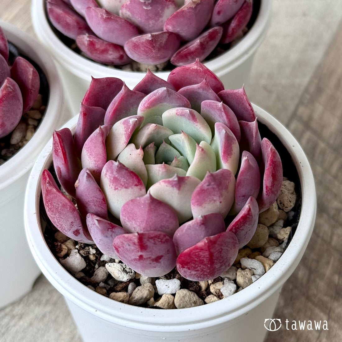 ＊新発売＊　レッドサン（チャンヒー農園）【tawawaハウス苗】