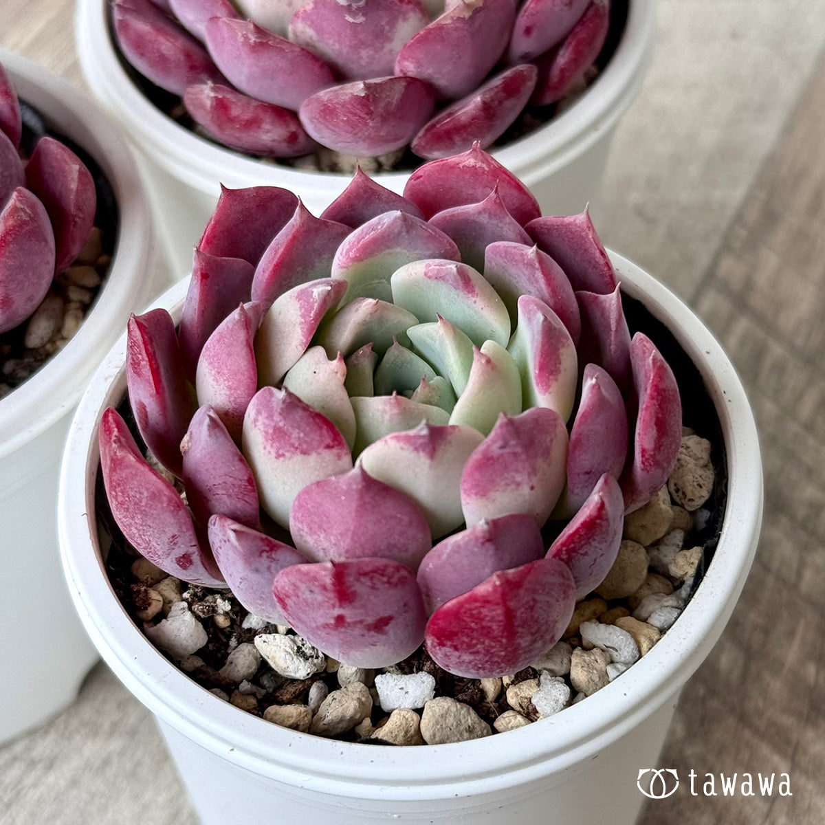 ＊新発売＊　レッドサン（チャンヒー農園）【tawawaハウス苗】