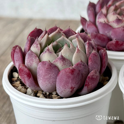 ＊新発売＊　レッドサン（チャンヒー農園）【tawawaハウス苗】