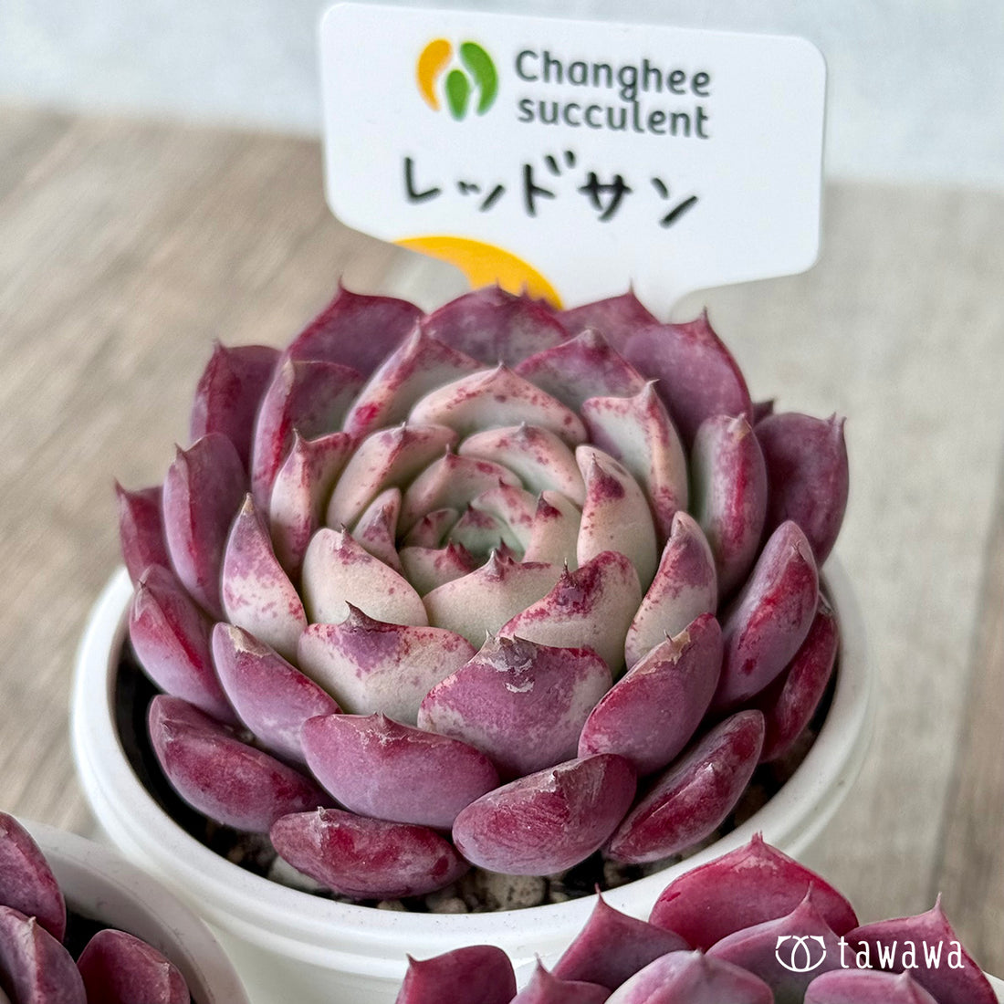 ＊新発売＊　レッドサン（チャンヒー農園）【tawawaハウス苗】