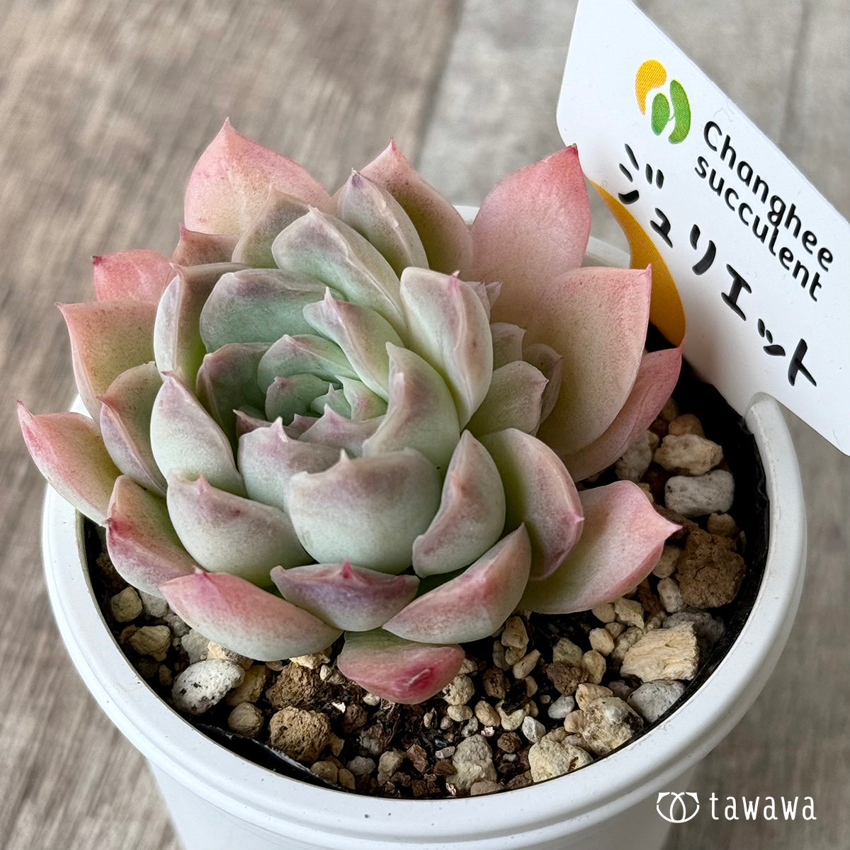 ジュリエット２（チャンヒー農園）【tawawaハウス苗】