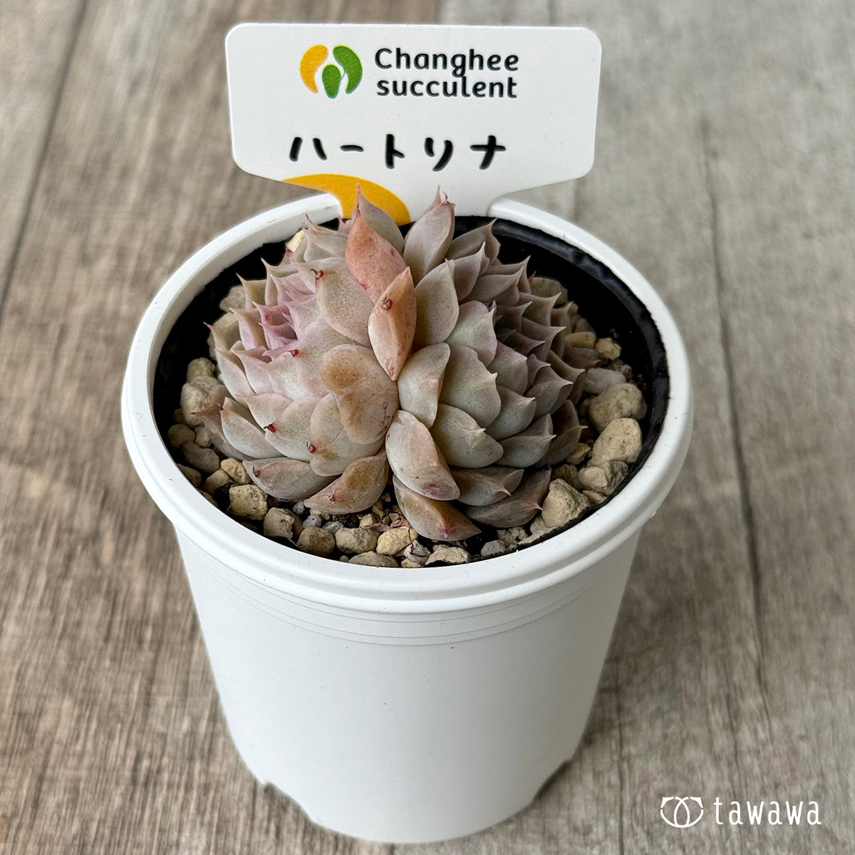ハートリナ２（チャンヒー農園）【tawawaハウス苗】