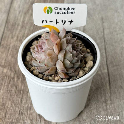 ハートリナ２（チャンヒー農園）【tawawaハウス苗】