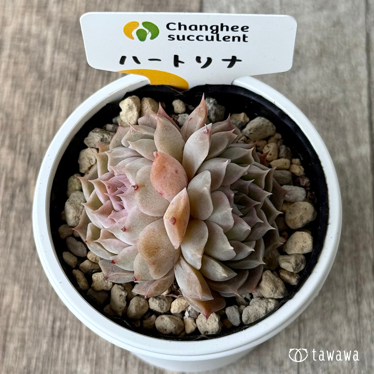 ハートリナ２（チャンヒー農園）【tawawaハウス苗】